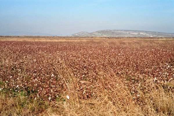 Cotton in Menemen plain