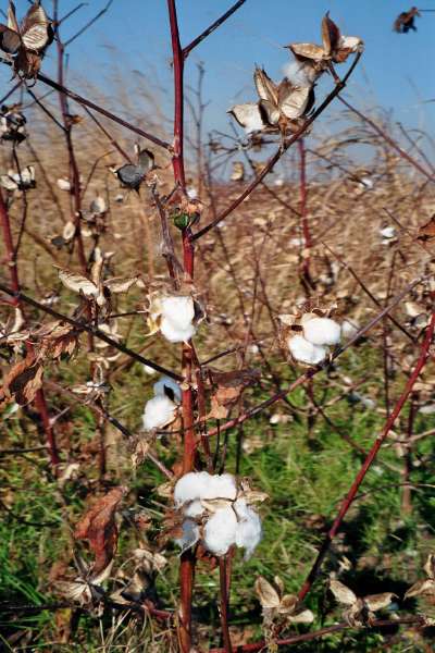 Cotton