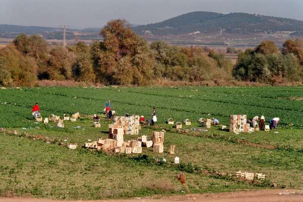 Harvest